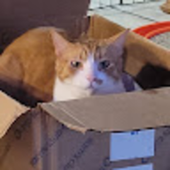 Meet your Posher, Lydia - Picture 1 of 1